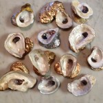 group of oysters