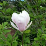 Japanese Magnolia