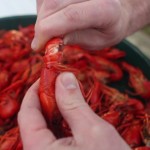 Peeling Boiled Crawfish