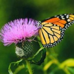 Monarch butterfly feeding on a pink plant