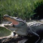 Large alligator with its mouth open in a green swampy area.