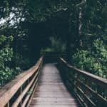 Boardwalk along hiking trail through trees