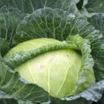 green cabbage