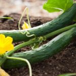 Green cucumbers on brown soil with yellow flower