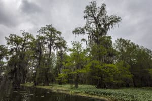 How to hunt swamp rabbits in Louisiana's coastal marshes