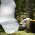 White egret in flight