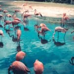 Pink flamingos standing in blue water