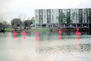 LSU lake with pink flamingos