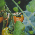 Red tomatoes on green vine