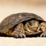 Dark green turtle facing forward and crawling on beige sandy surface