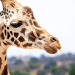 Giraffe with dark brown spots chewing a piece of grass